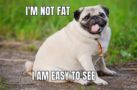 fat dog meme|funny fat dog memes.